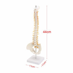 45CM Human Spine with Pelvic Model Human Anatomical Anatomy Spine Medical Model spinal column model+Stand Fexible, Human Spine Model