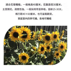 MARSEED Balcony Dwarf Sunflower Seeds Potted Ornamental Flowers Edible Sunflower Seeds, New / Old Packaging Ships Randomly