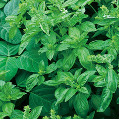 MARSEED Edible Sweet Basil Seeds Four Seasons Balcony Potted Herb Seeds, New / Old Packaging Ships Randomly