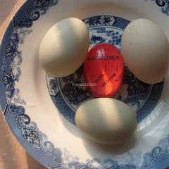 Moonbiffy Color Changing Egg Timer For Perfect Boiled Eggs In Busy Home Kitchens