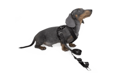 Dog Strap Harness - Small